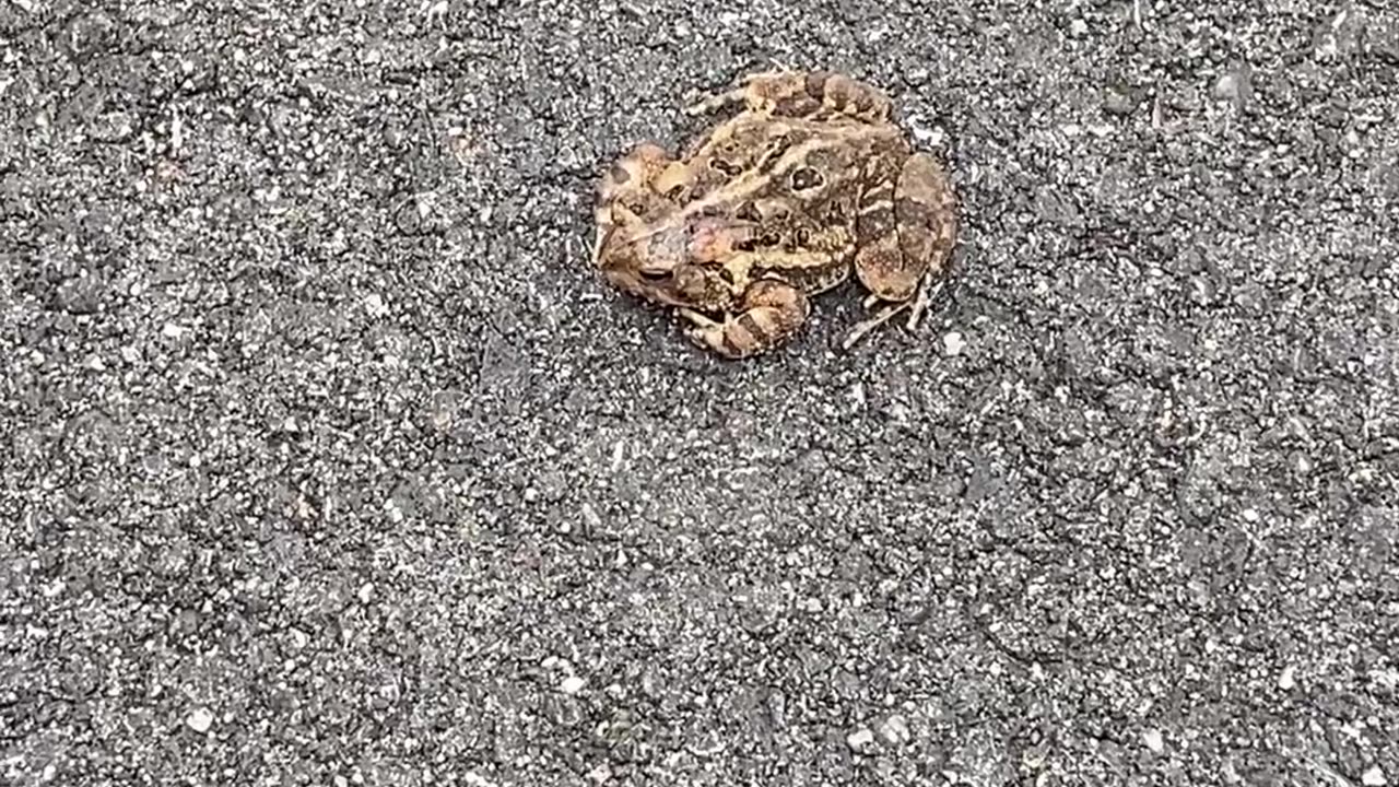 DESERT CAMO FROG!
