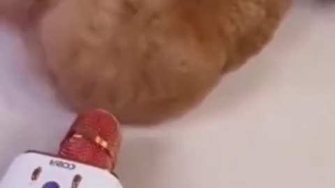 funny pet