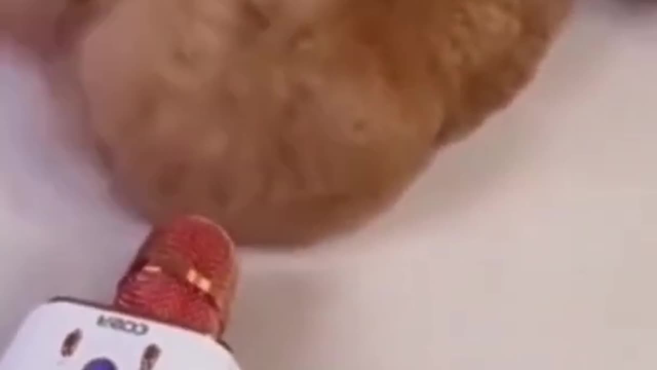 funny pet