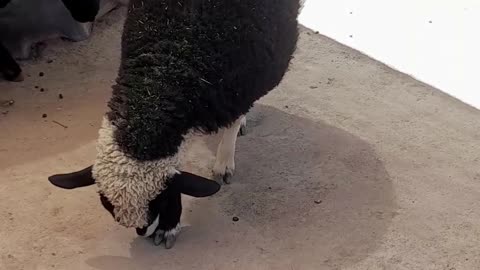sheep