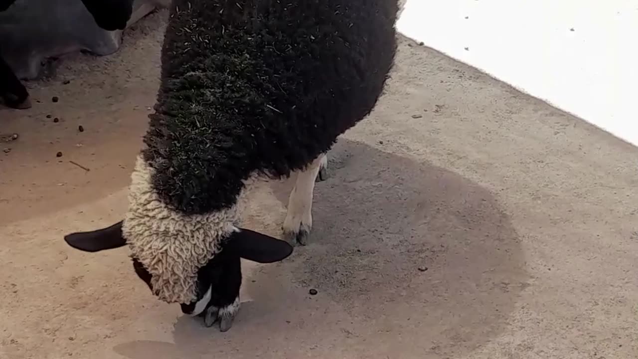 sheep