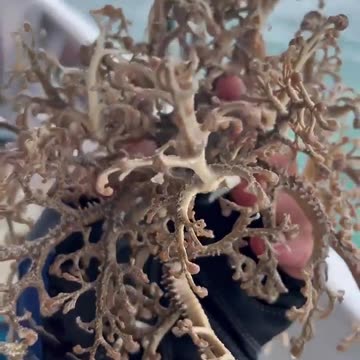 THIS CREATURE IS A BASKET STAR