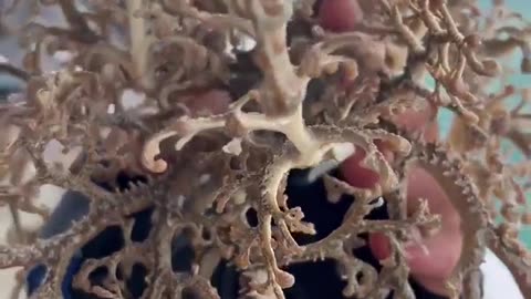 THIS CREATURE IS A BASKET STAR