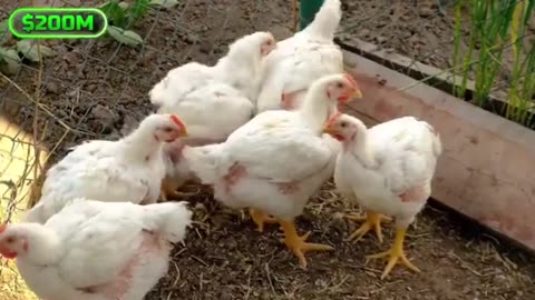 lab chicken made with turbo cancer and growth hormones coming to your plate soon...