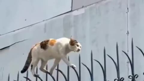 Ninja Cats in Action (Compilation)