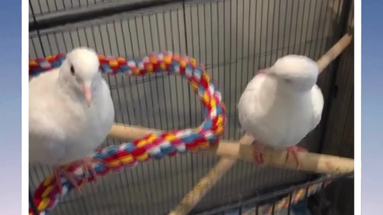 SURPRISE!! We got doves!! 🕊✨ God blessed the Ark with double doves! 🙌