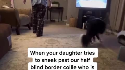 🐱😱 This Cat's Sneaky Move Will Make You Laugh! | FunFM