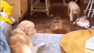 🤣🐶 You Won't Believe What This Dog 'Said'! | FunFM