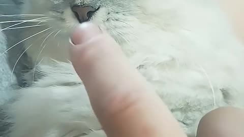 my sweet cat...