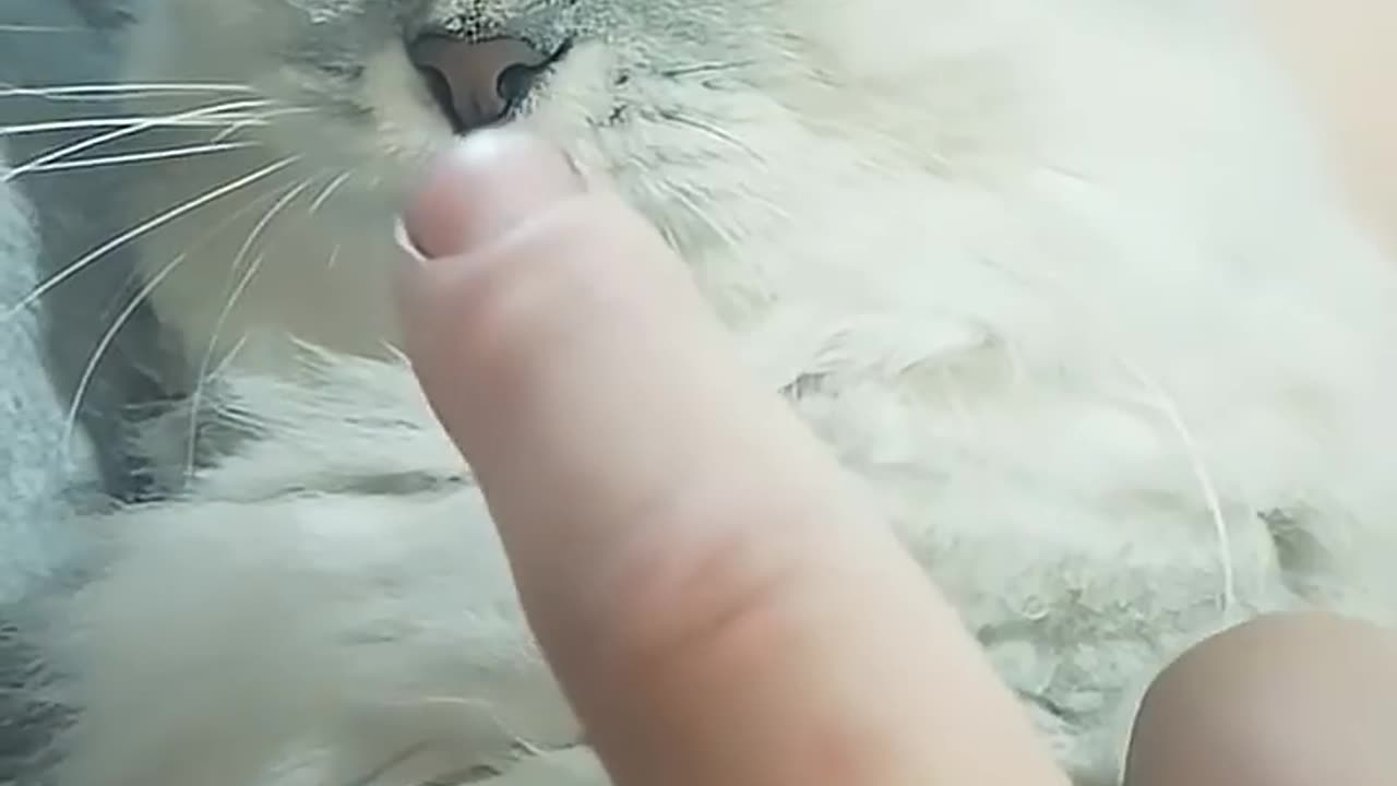 my sweet cat...