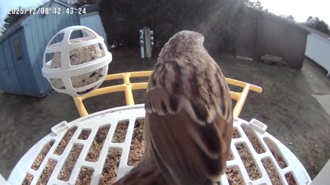 The Bird Feeder E3: Song Sparrow