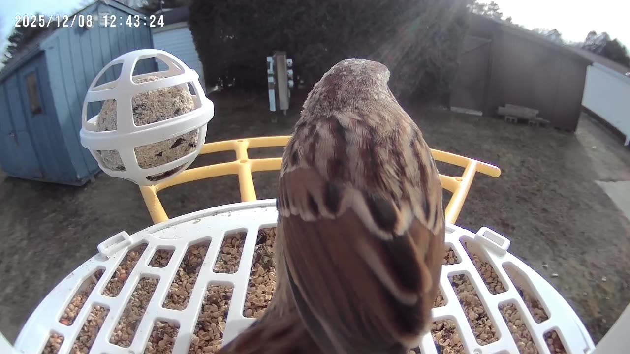 The Bird Feeder E3: Song Sparrow