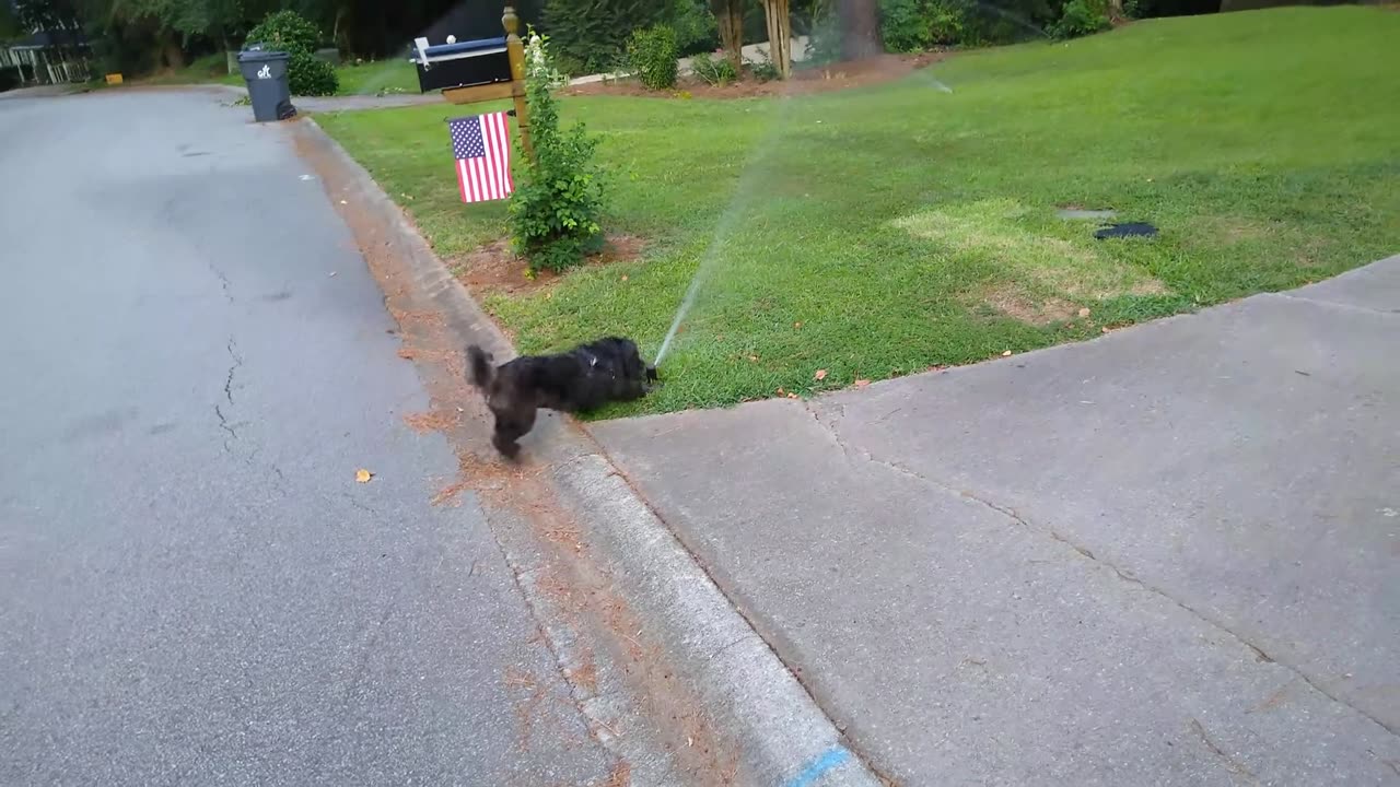 Theme Song & Trailer for The Marley Pup Show