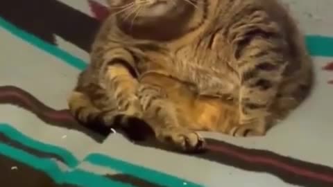 someone needs to go on a diet🐈