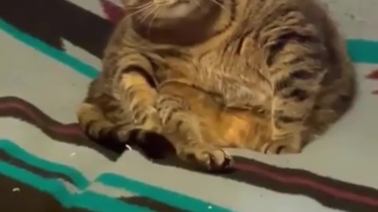 someone needs to go on a diet🐈