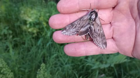 Sphinx Moth