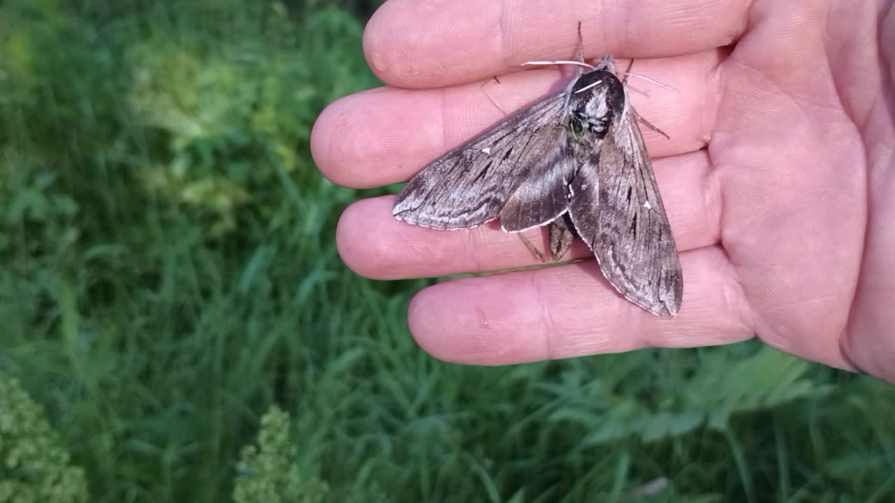 Sphinx Moth