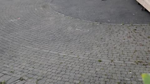 Rats in KFC Parking Lot