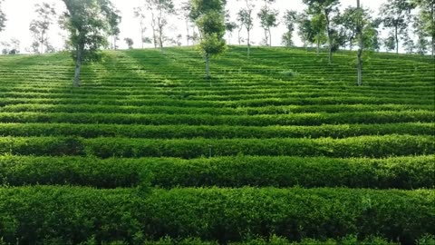 Soothing Melodies for Heart & Mind — Calm Your Soul Instantly