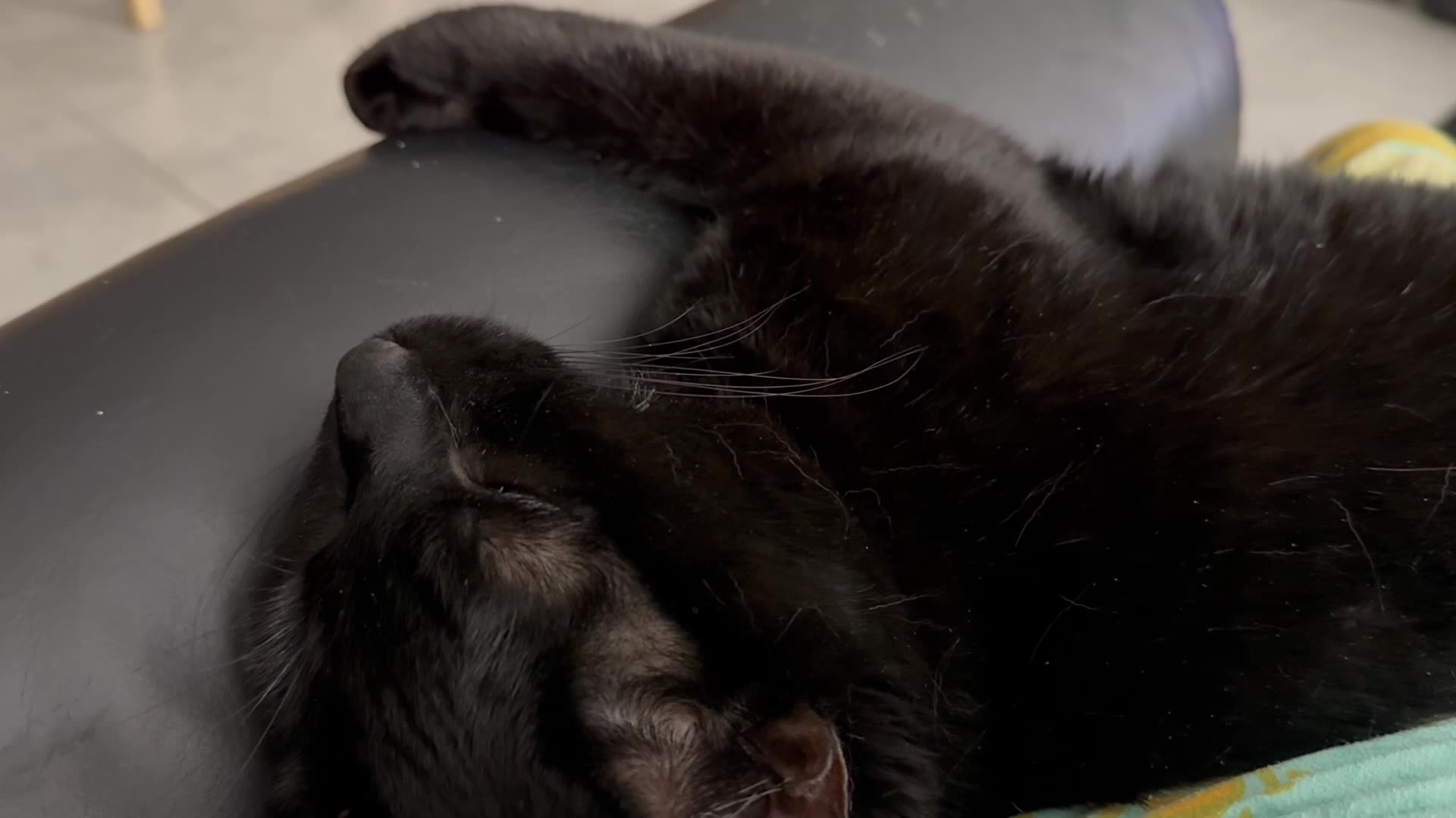 Cute Precious Piper Sleeps Sweetly - My Adopted Shelter Cat Vlog