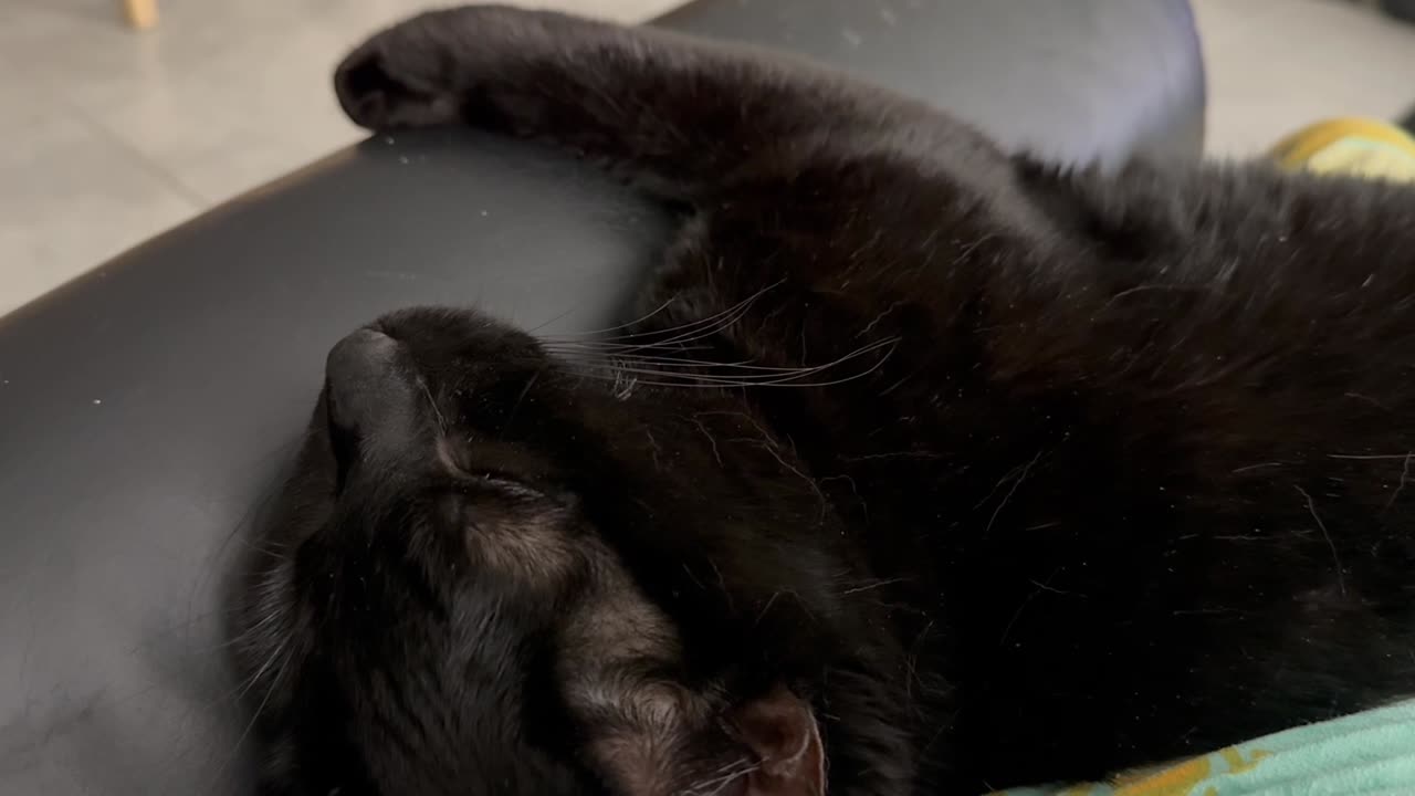 Cute Precious Piper Sleeps Sweetly - My Adopted Shelter Cat Vlog