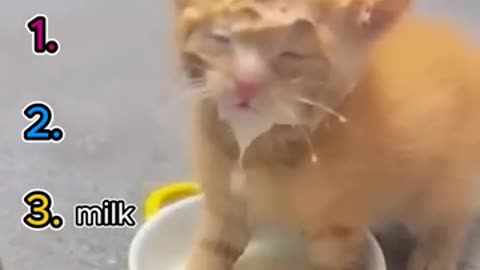 The Funniest Cats You'll Ever See