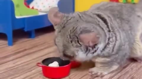 😍🤣 Prepare to Say 'Aww'! Bush Babies Are Too Cute! | FunFM
