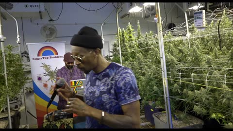 Serenaded Buds : Red Ites - Blakkamoore & The Bambu King