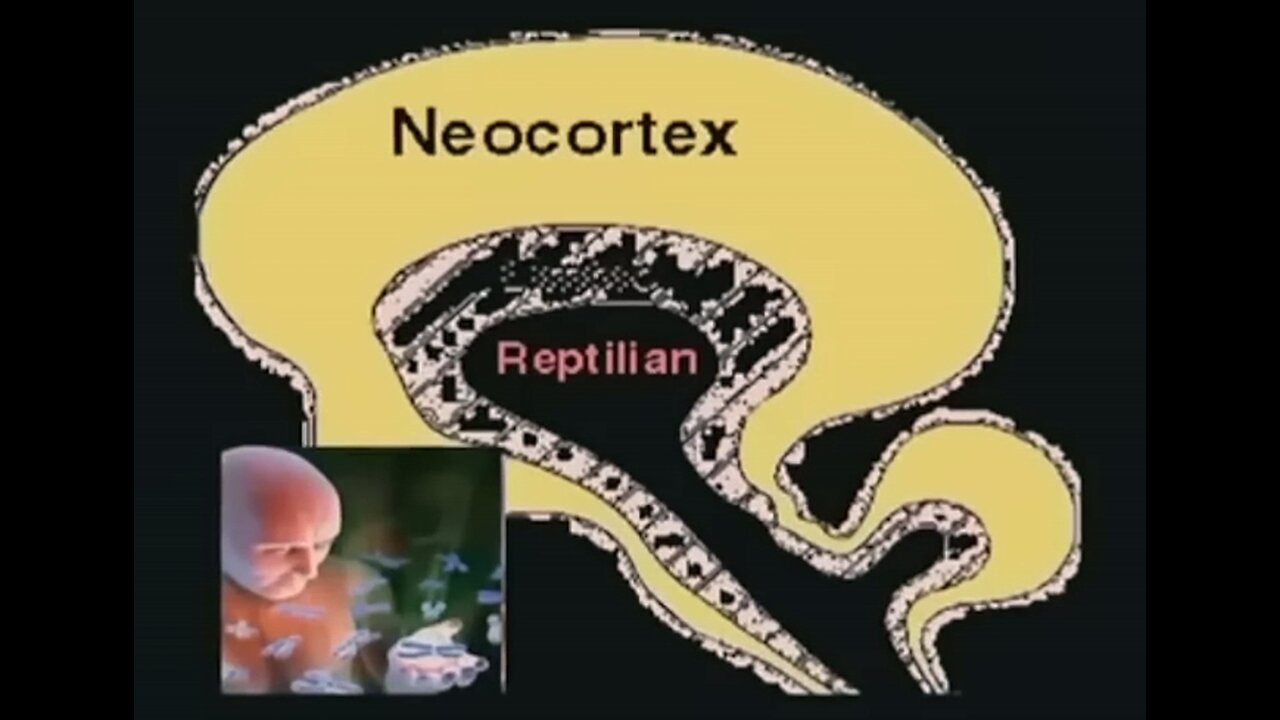 The Human Reptilian Brain Rules the World_David Icke