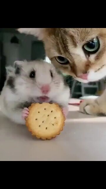 Fed up, now you can eat Funny 😄