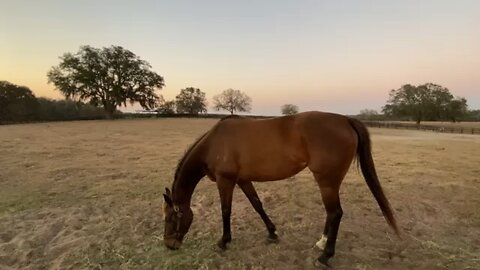 Horse tree breezy pasture sky