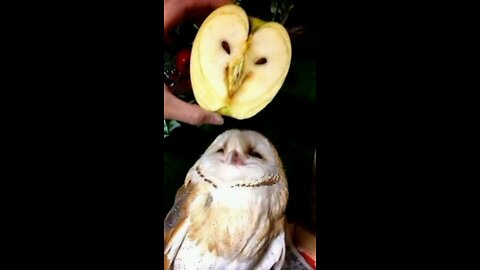 When Your Pet Is... an Owl