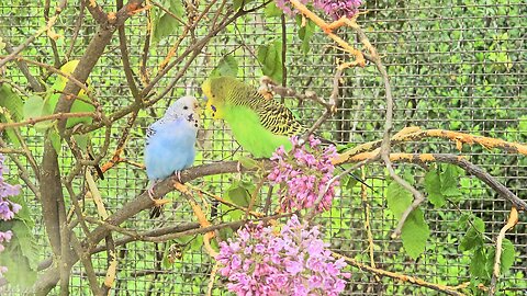 Papużki faliste w ogrodzie zoobotanicznym w toruniu