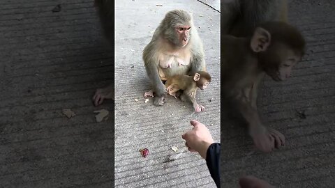 Don't let the monkey come over