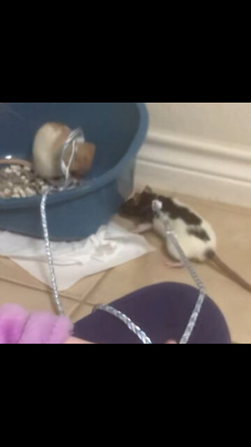 Wednesday Checks on Enid in the Litter Box 🐭💖