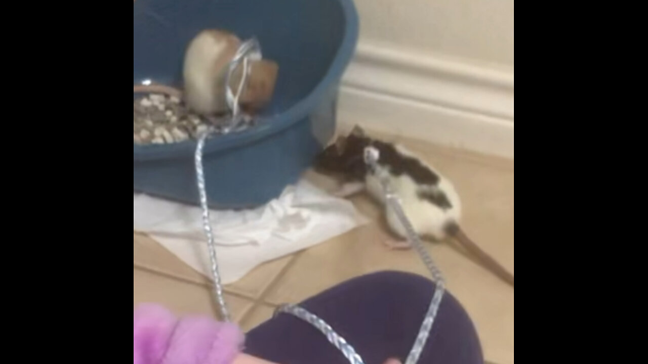 Wednesday Checks on Enid in the Litter Box 🐭💖