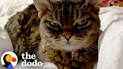"Aggressive" Cat Melts When She Gets To Know Her New Mom | The Dodo