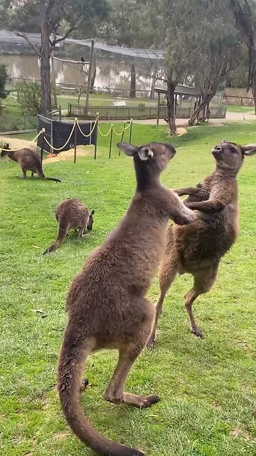 Kangaroos fighting in Australia