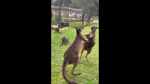 Kangaroos fighting in Australia