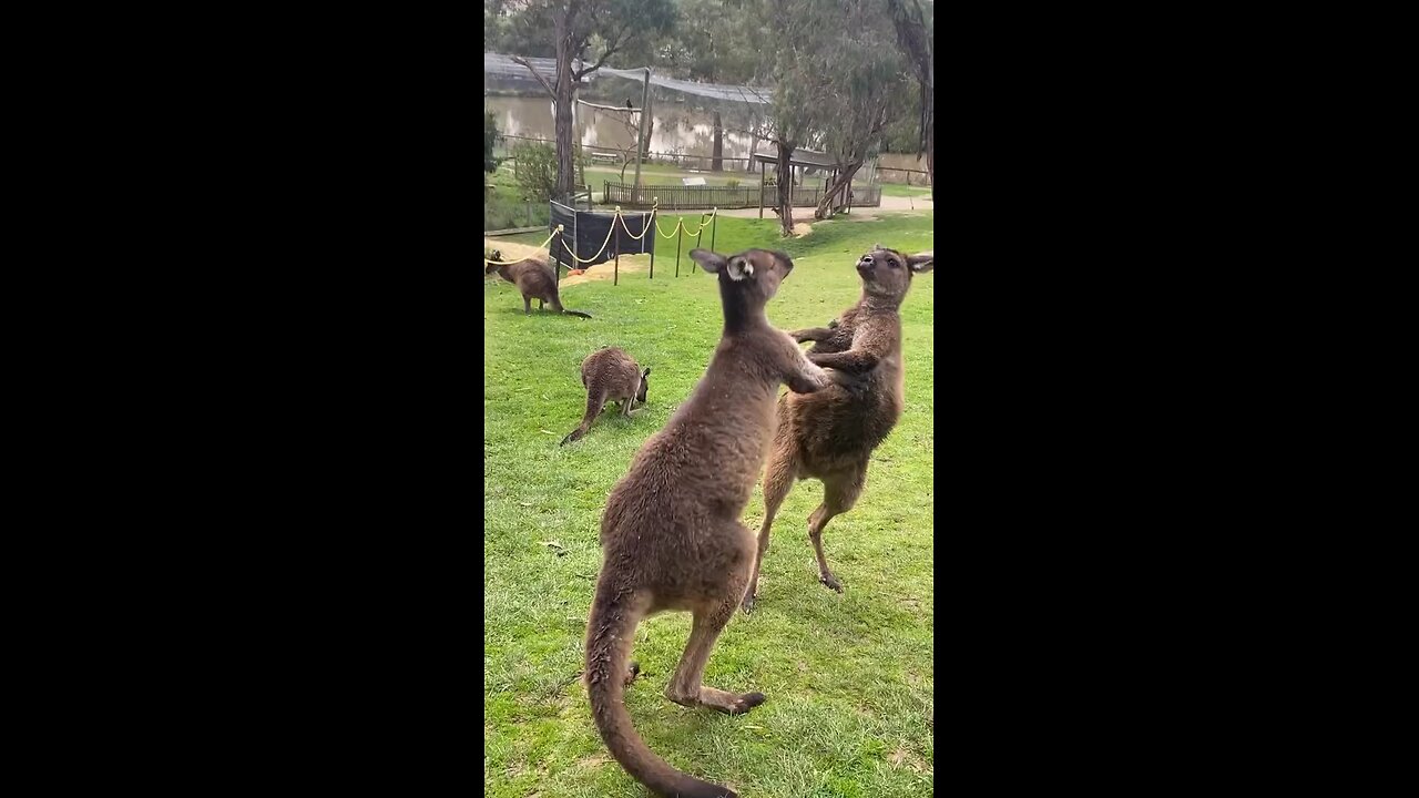 Kangaroos fighting in Australia