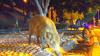 😳 Nightlife in Spain? More Like Wild Boar Life!