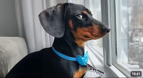 New Funniest Animal Videos of July 😂 Funniest Cats and Dogs Videos 😺