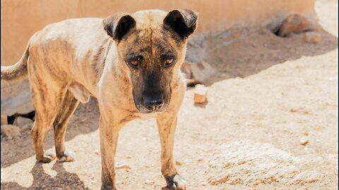 Franky would have died of cancer in the desert but he's cured now.