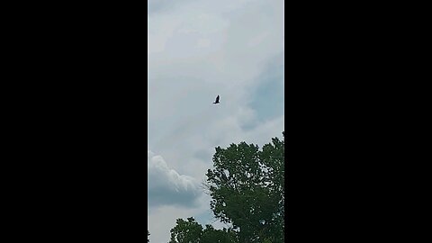 vulture flying around 3of3