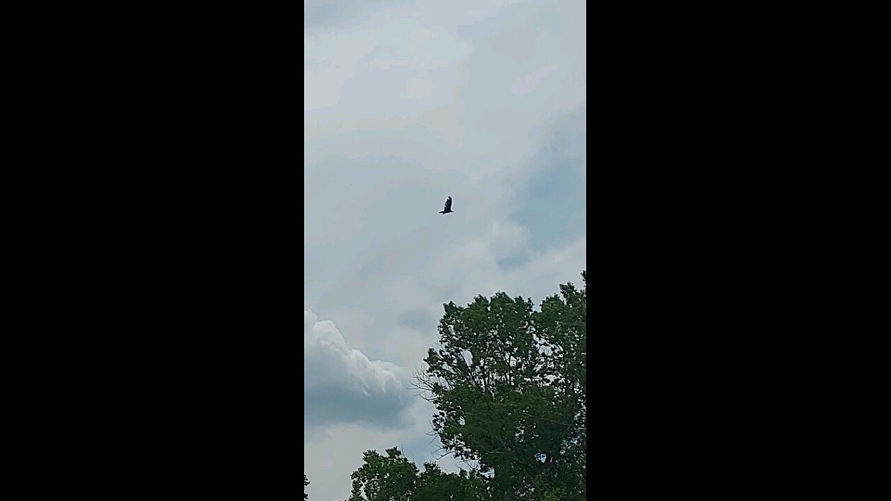 vulture flying around 3of3
