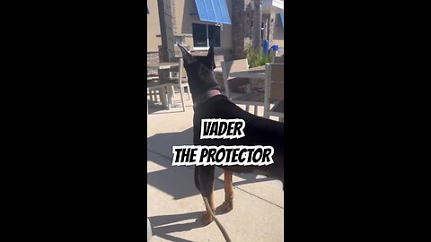 Vader the Protector: Doberman on Watch at the Restaurant