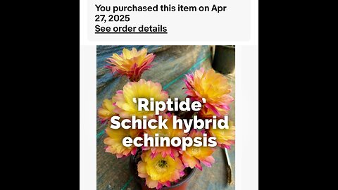 Import from China! ‘Riptide’ echinopsis