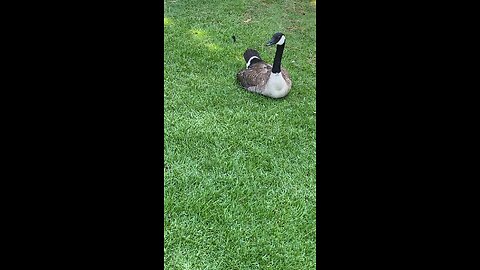 Canada Goose 🪿 #canadagoose #goose #viral #trending #shorts #followme