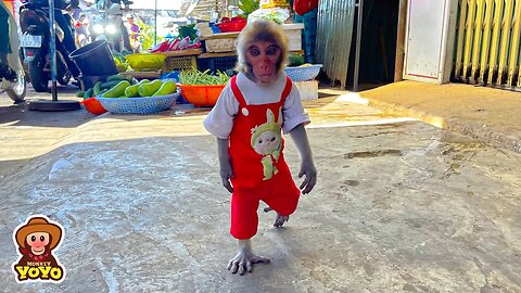 Monkey YiYi helps grandpa buy beans