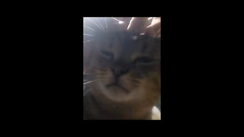 Cooking Tacos With a Handsome Kitty Cat